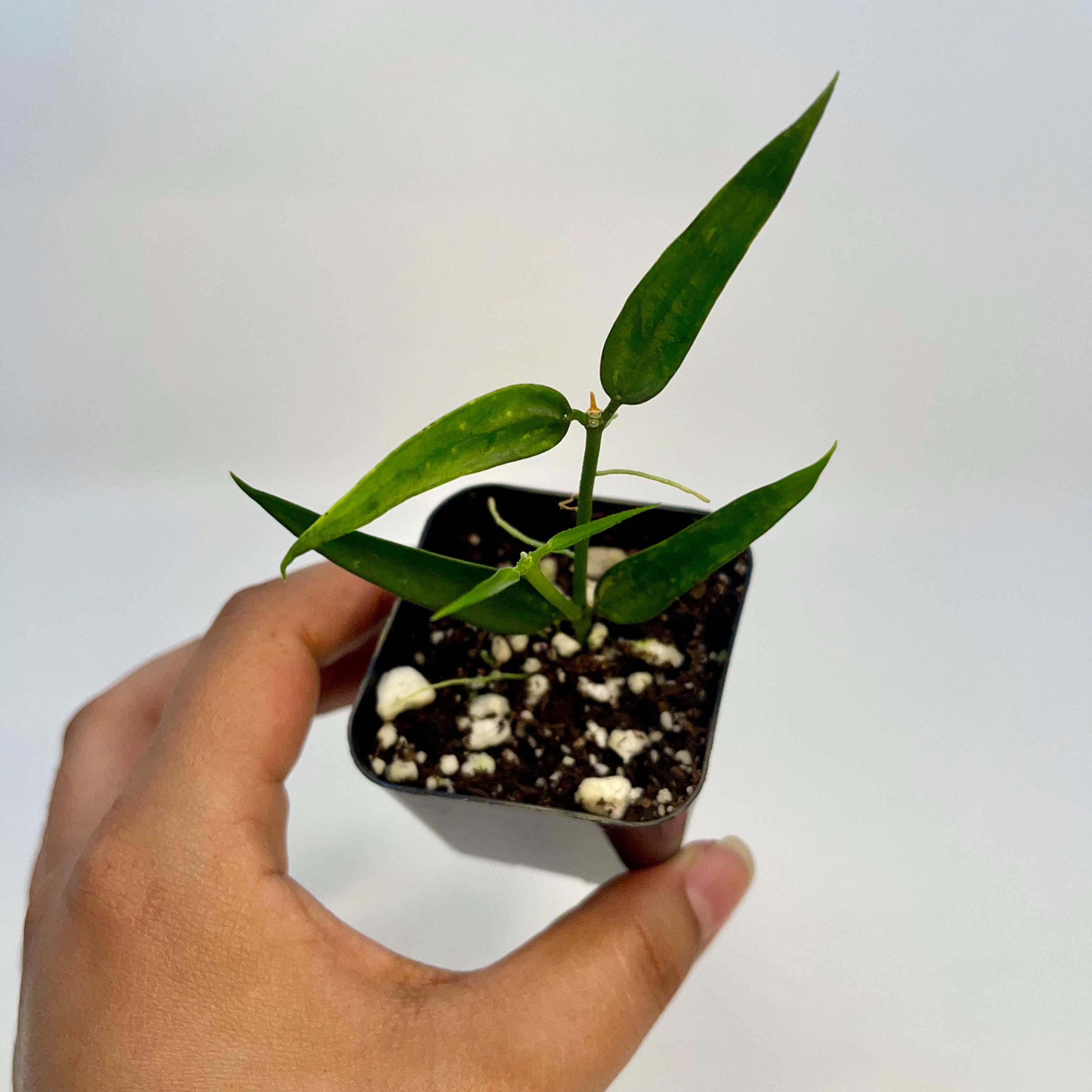 READY SOON Hoya Burmanica (Can acclimate to house conditions)
