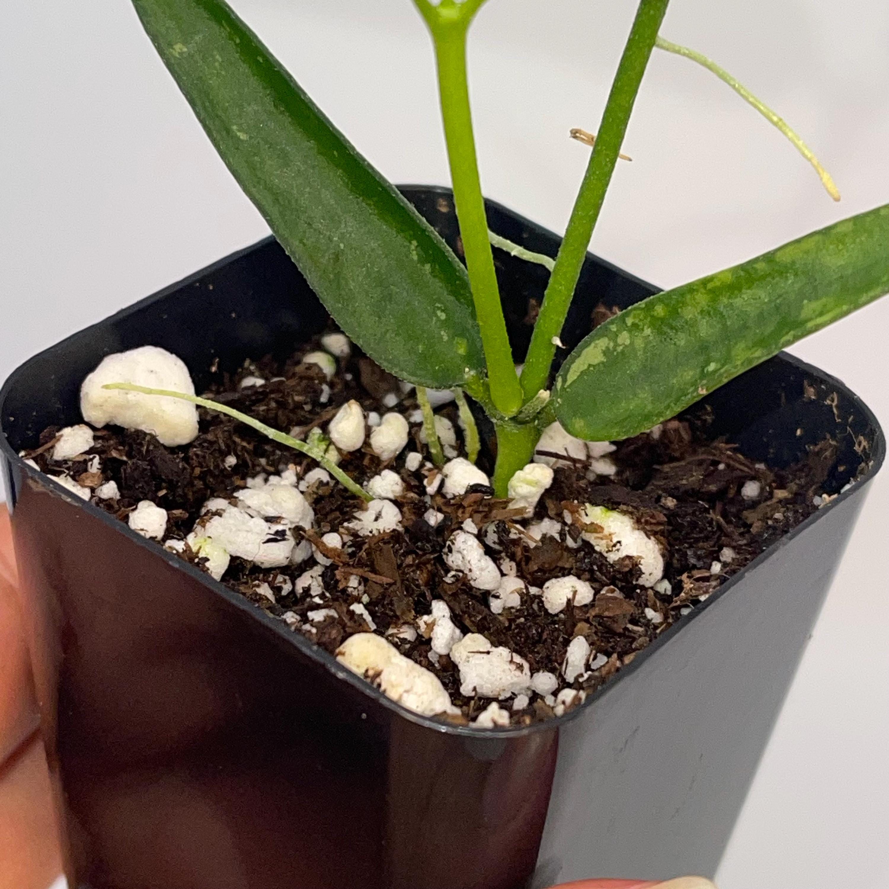 READY SOON Hoya Burmanica (Can acclimate to house conditions)