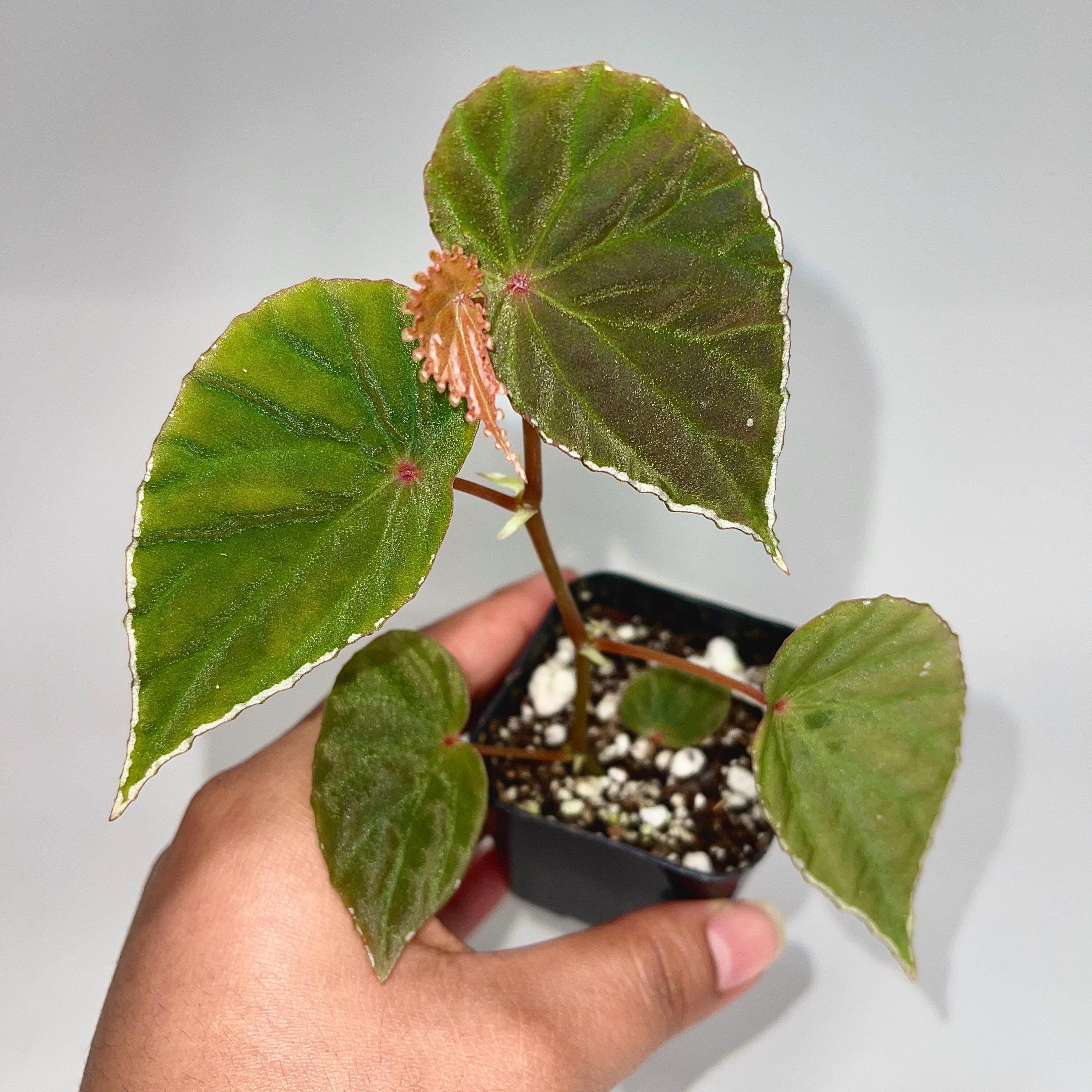 Begonia Botanicaz 111 (Can acclimate to house conditions)