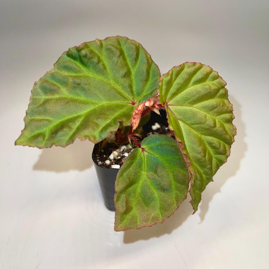 Begonia Botanicaz 87 V.3
