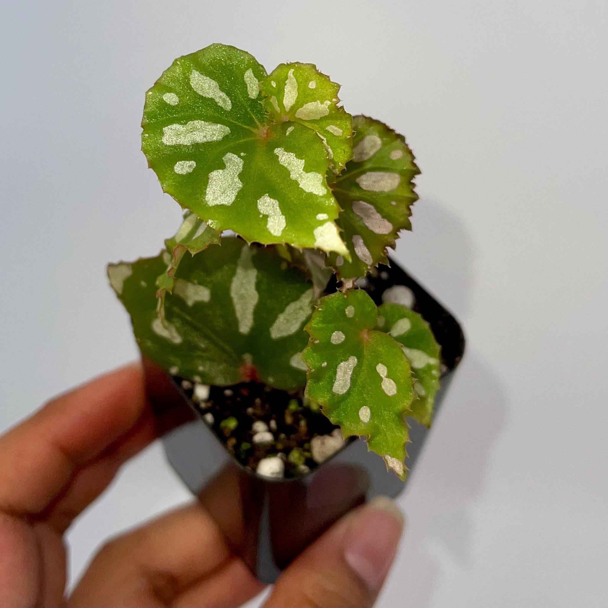 READY SOON Begonia sp. Lahad datu
