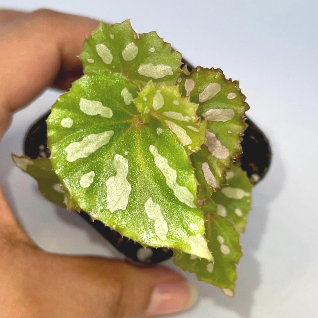 READY SOON Begonia sp. Lahad datu