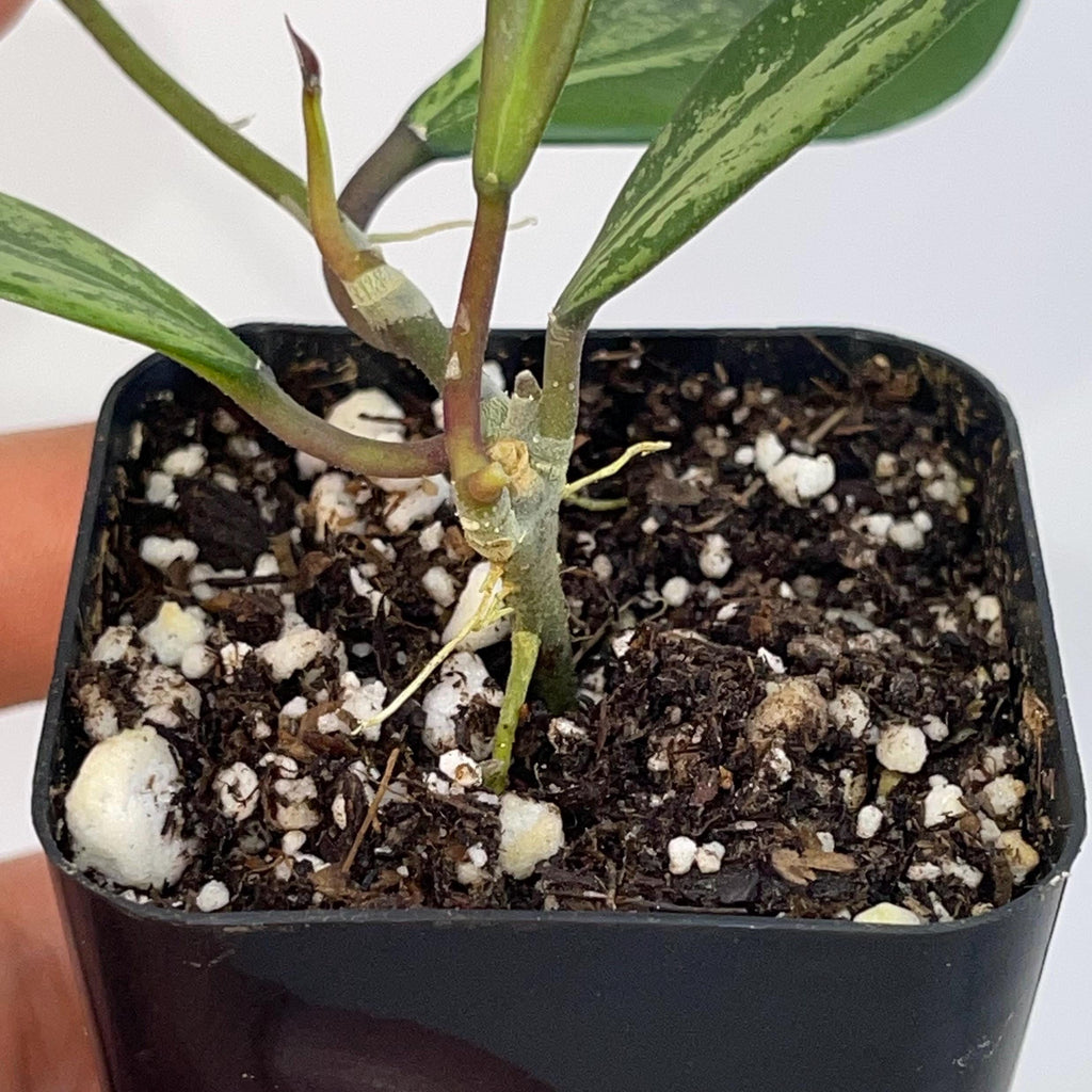 Hoya Snow Cui Silver (Hoya XQ) (Can acclimate to house conditions)