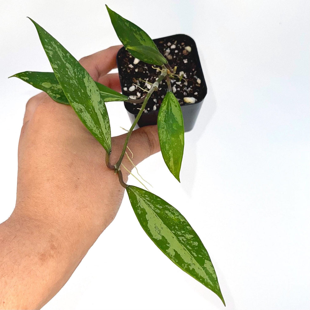 Hoya Snow Cui Silver (Hoya XQ) (Can acclimate to house conditions)