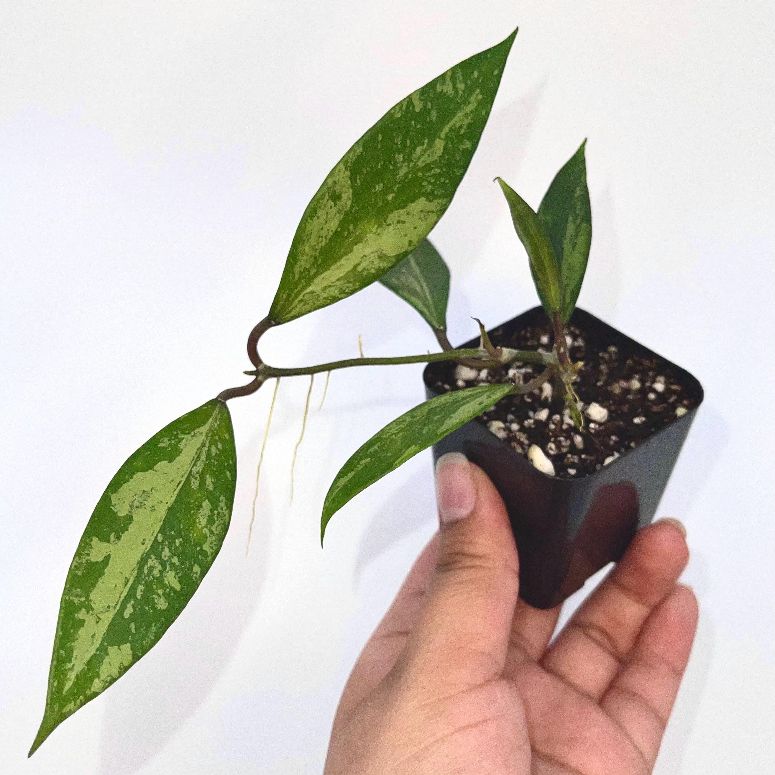 Hoya Snow Cui Silver (Hoya XQ) (Can acclimate to house conditions)