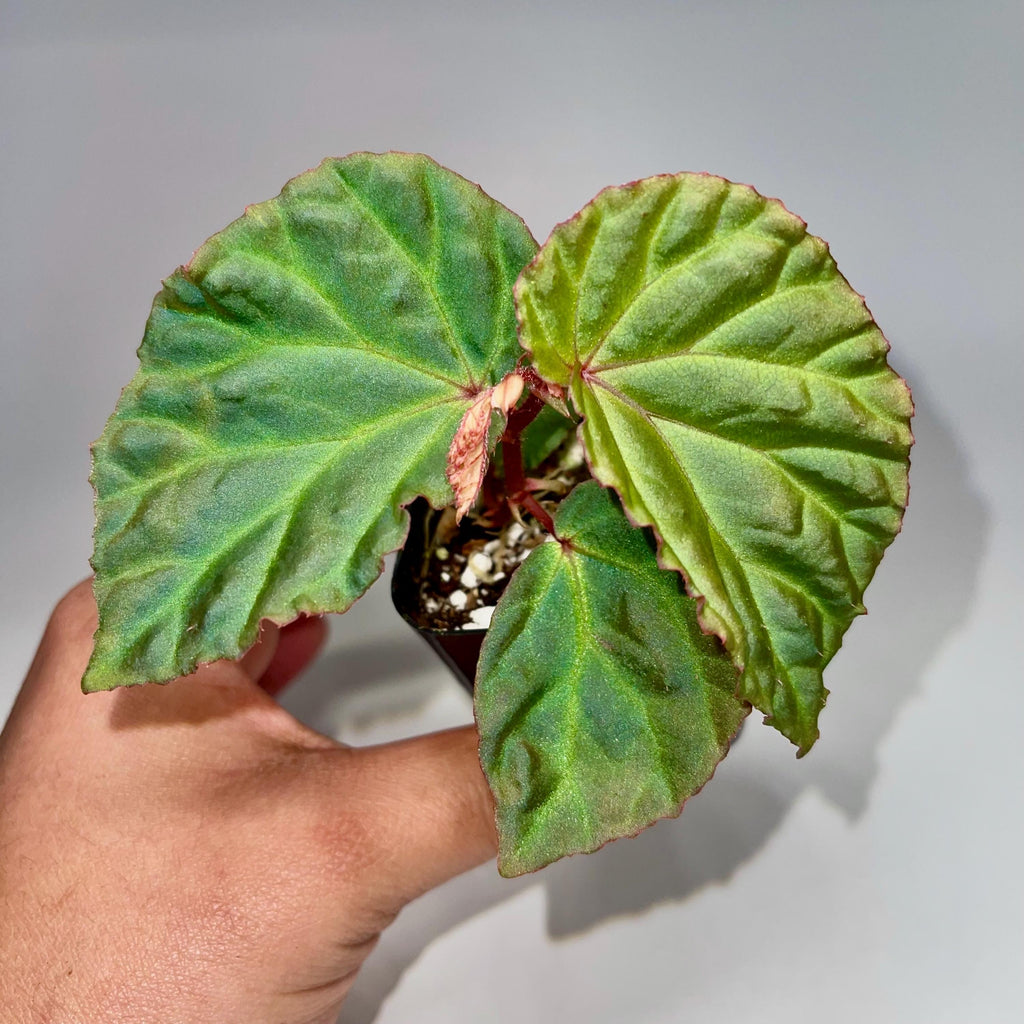 Begonia Botanicaz 87 V.3