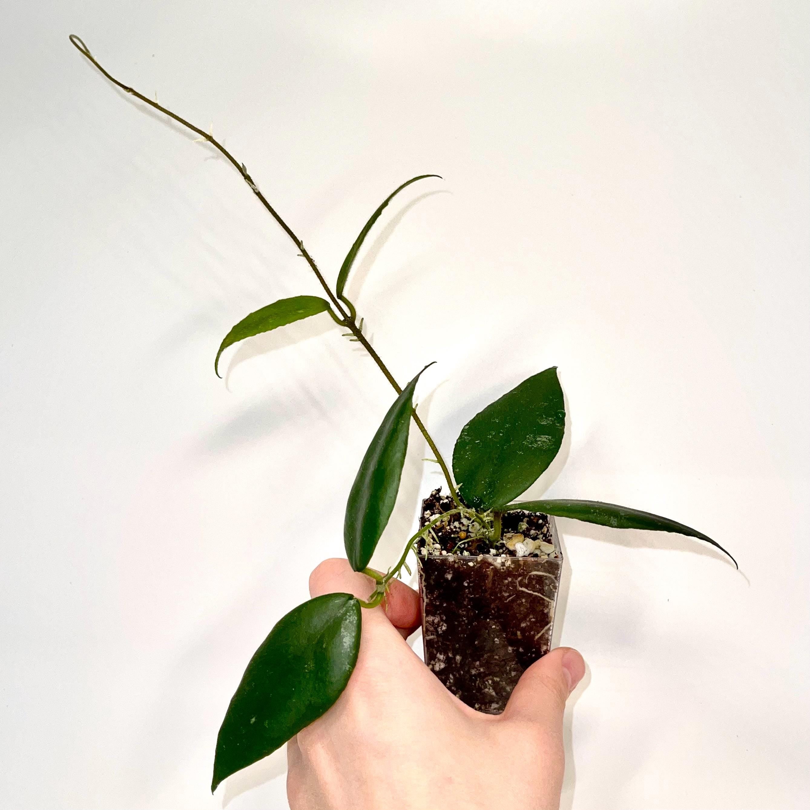 Hoya caudata sumatra (Can acclimate to house conditions)