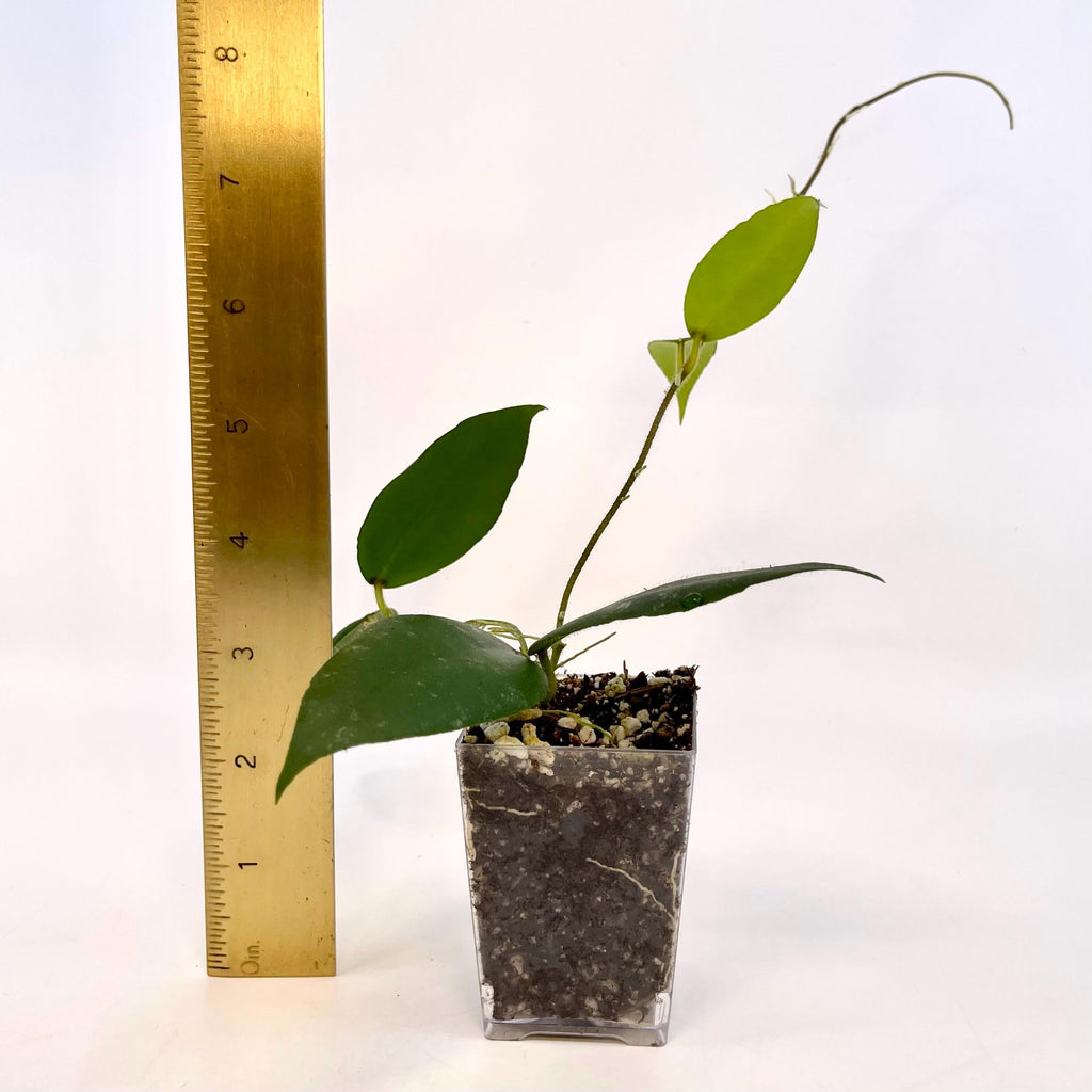 Hoya caudata sumatra (Can acclimate to house conditions)