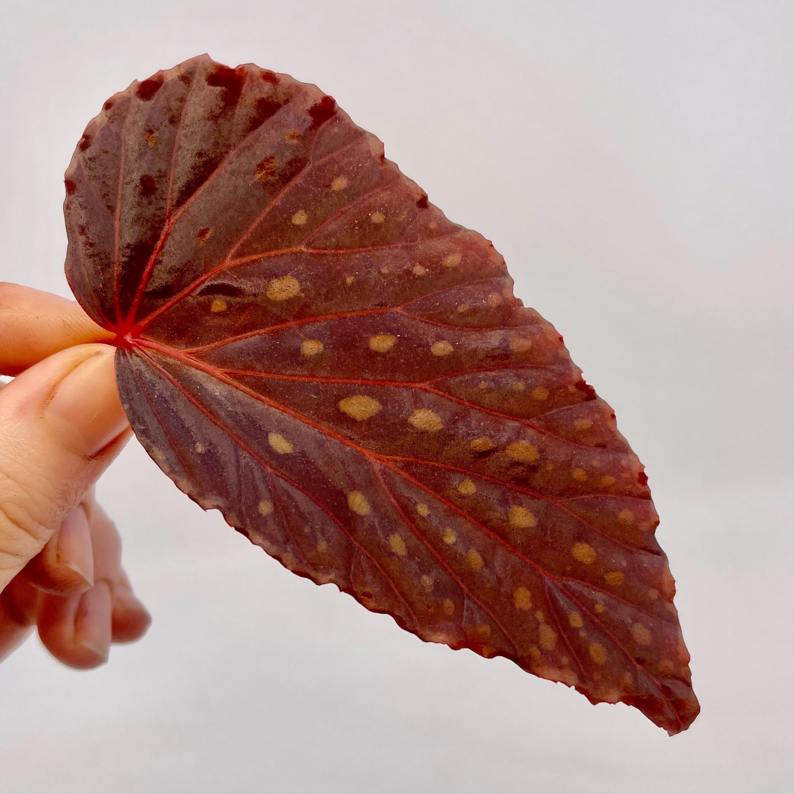 LEAF CUTTING Begonia Botanicaz 67 (Fragrant Blooms)