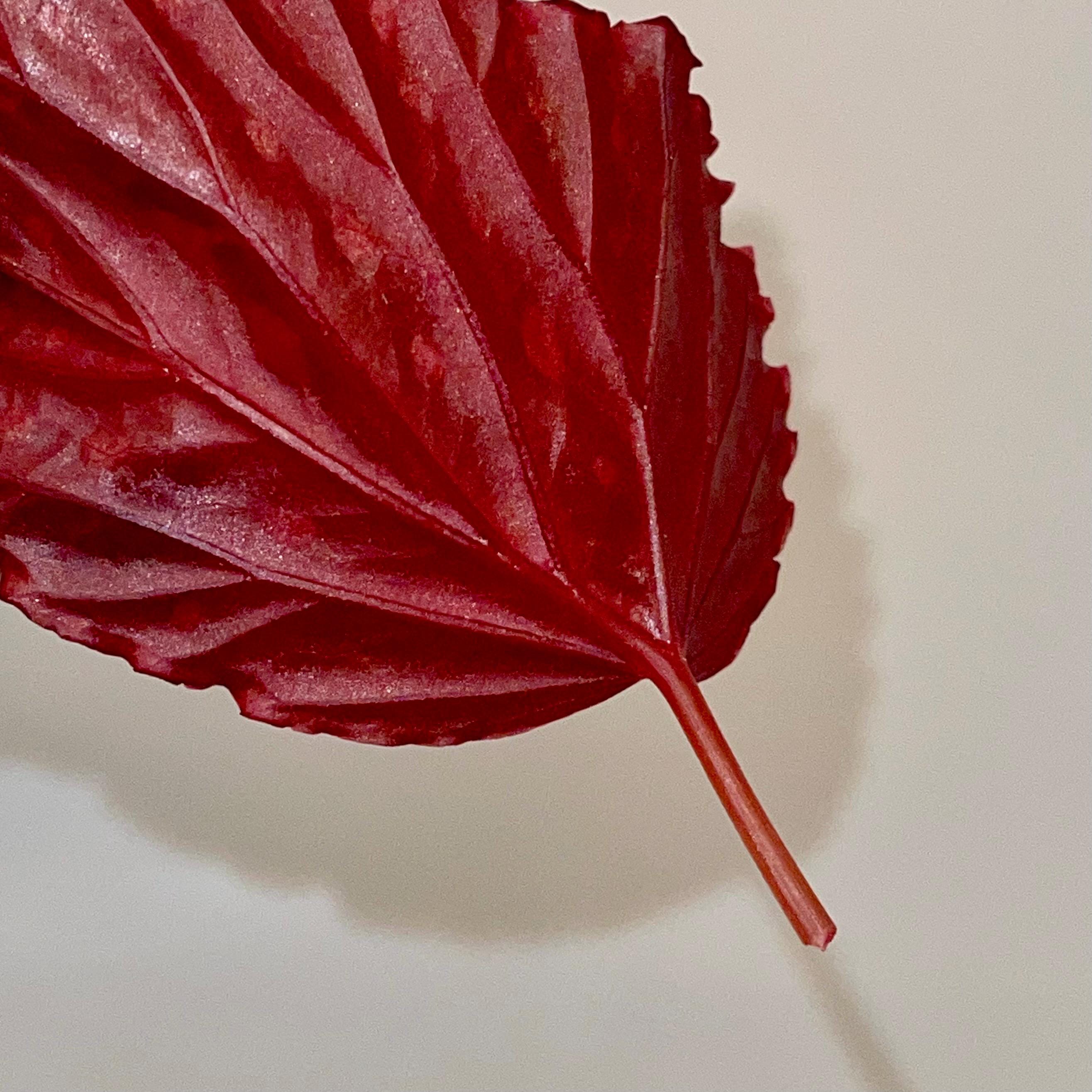LEAF CUTTING Begonia Botanicaz 67 (Fragrant Blooms)