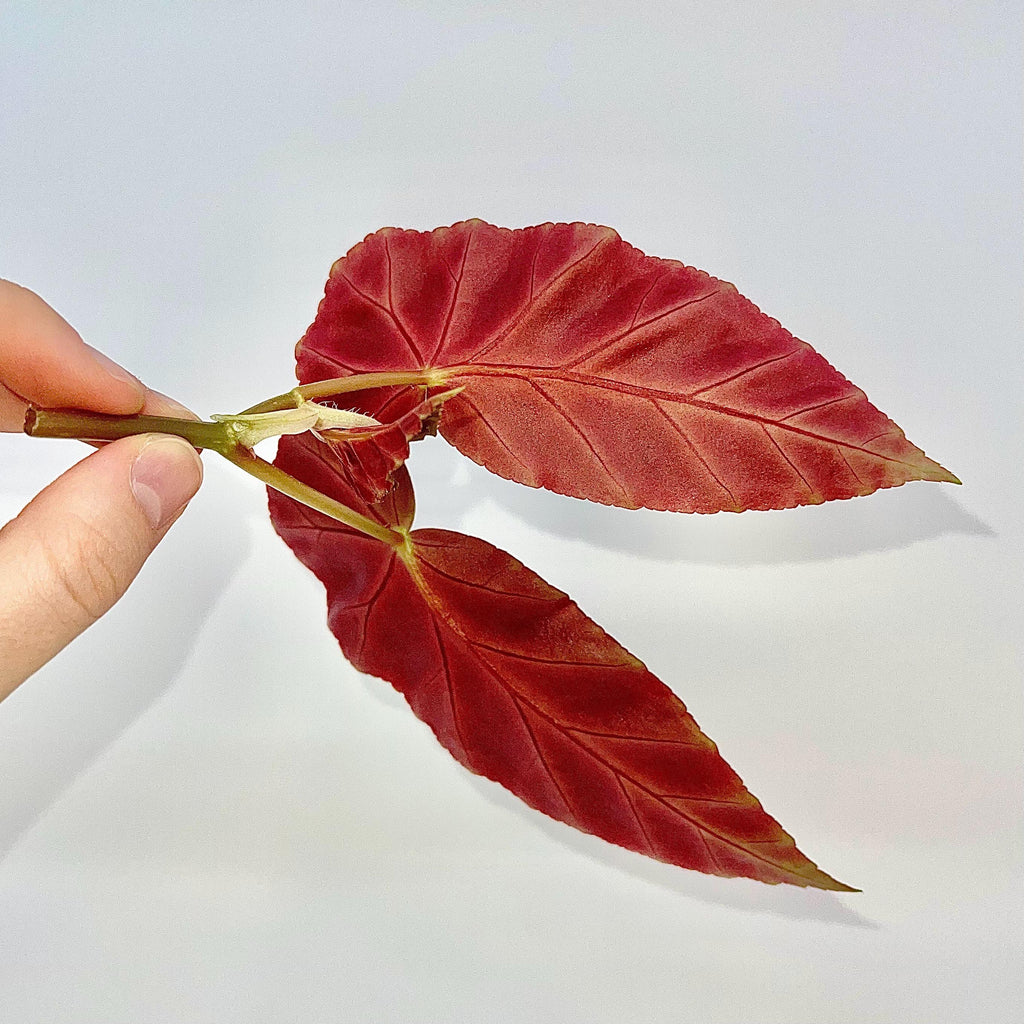 TOP CUTTING Begonia Grey Feather (Can acclimate to house conditions)