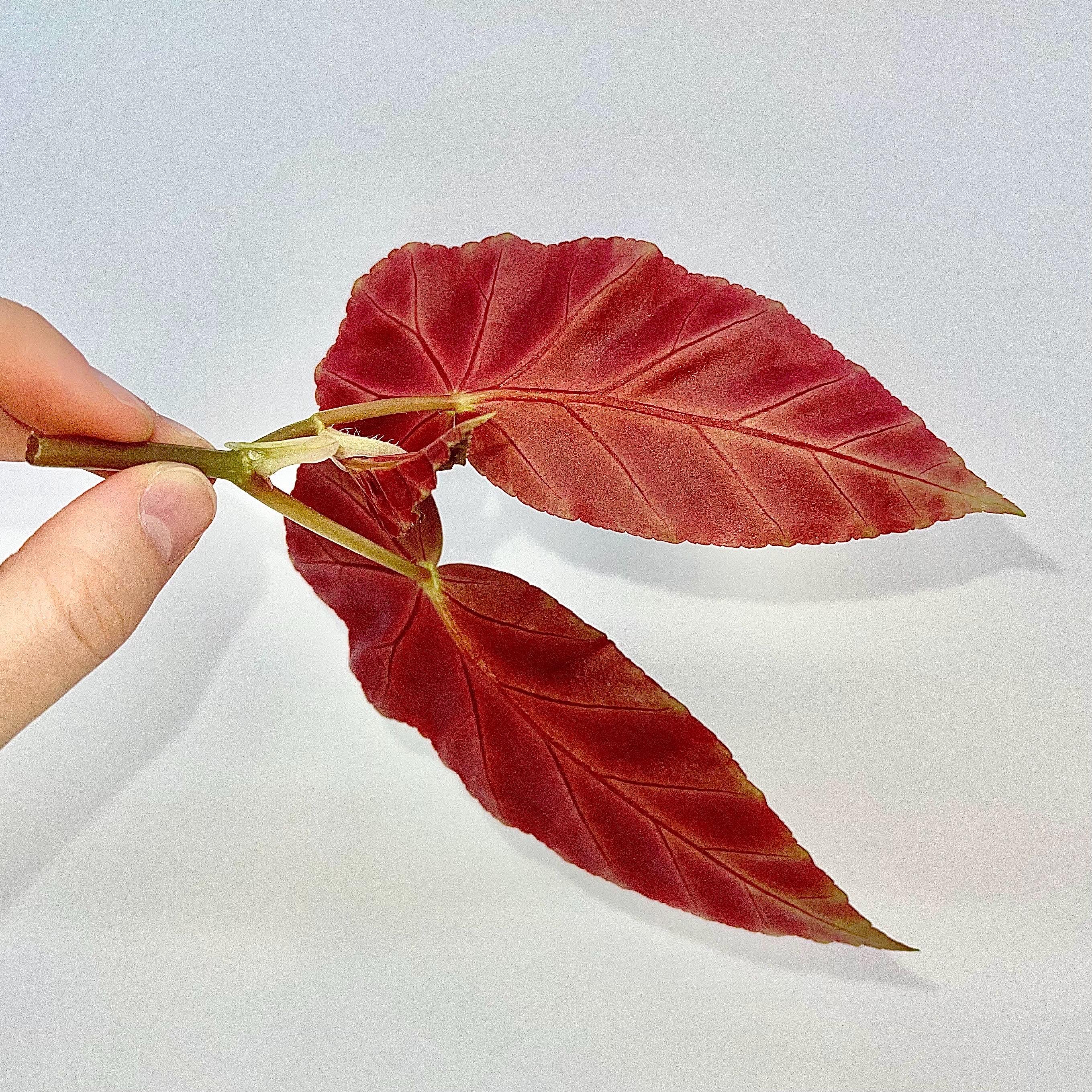 TOP CUTTING Begonia Grey Feather (Can acclimate to house conditions)