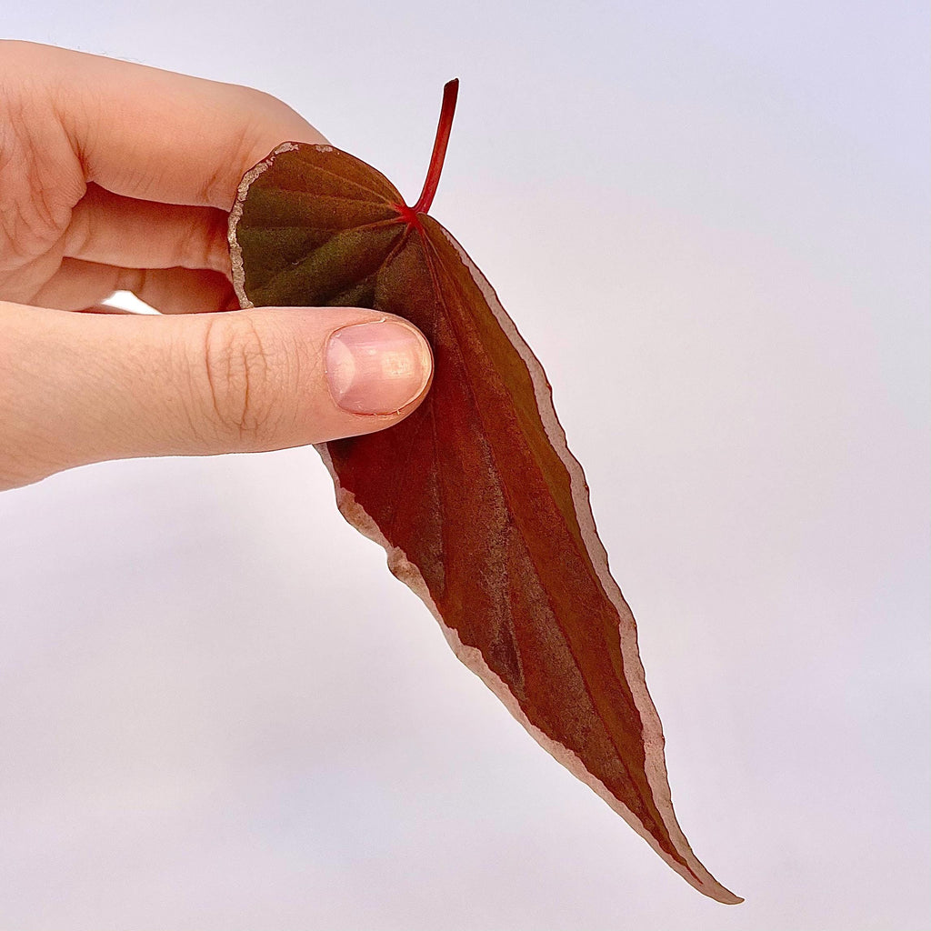 LEAF CUTTING Begonina Botanicaz 150 V.1