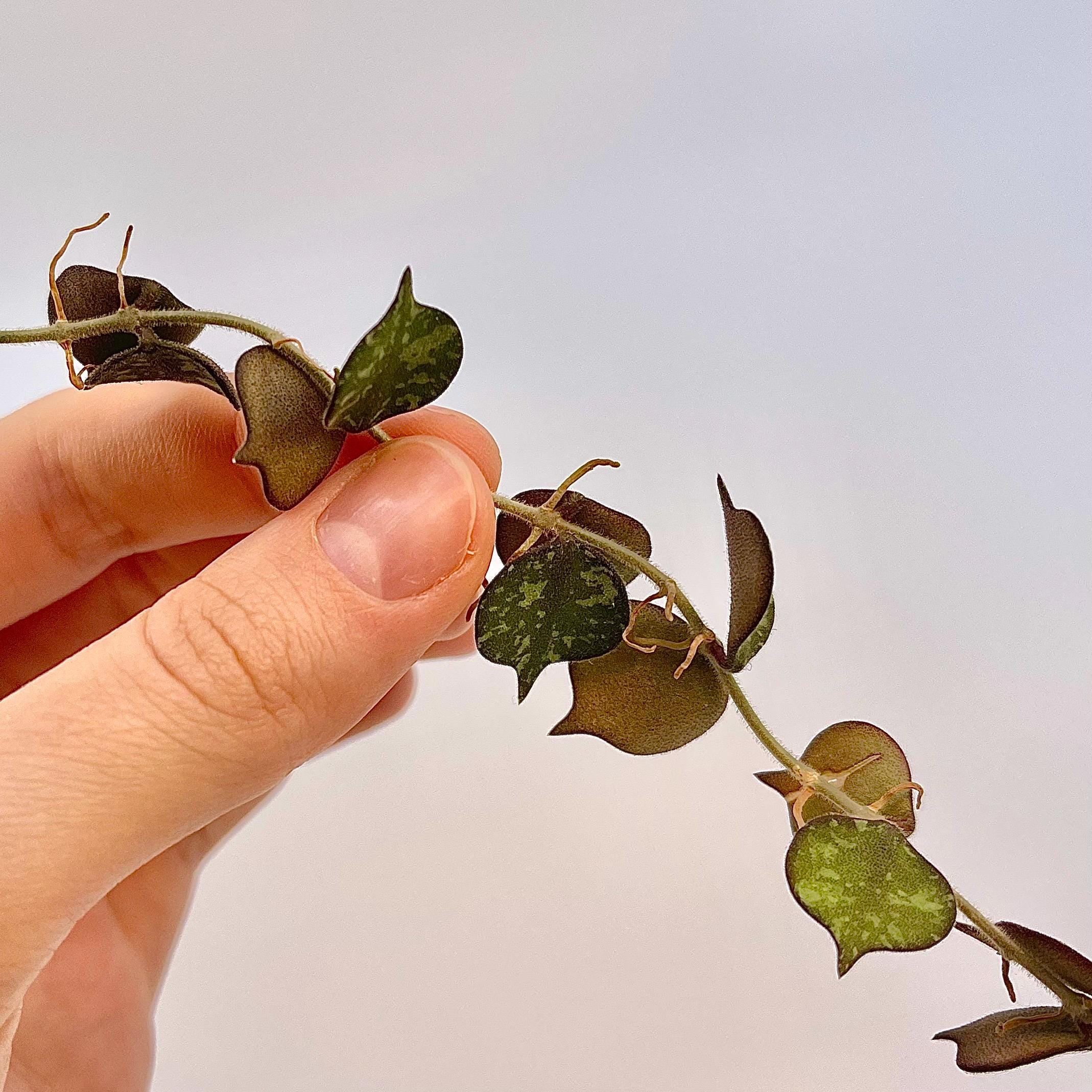 One FREE Per Item Purchsed TOP CUTTING Hoya curtisii (Can acclimate to house conditions)