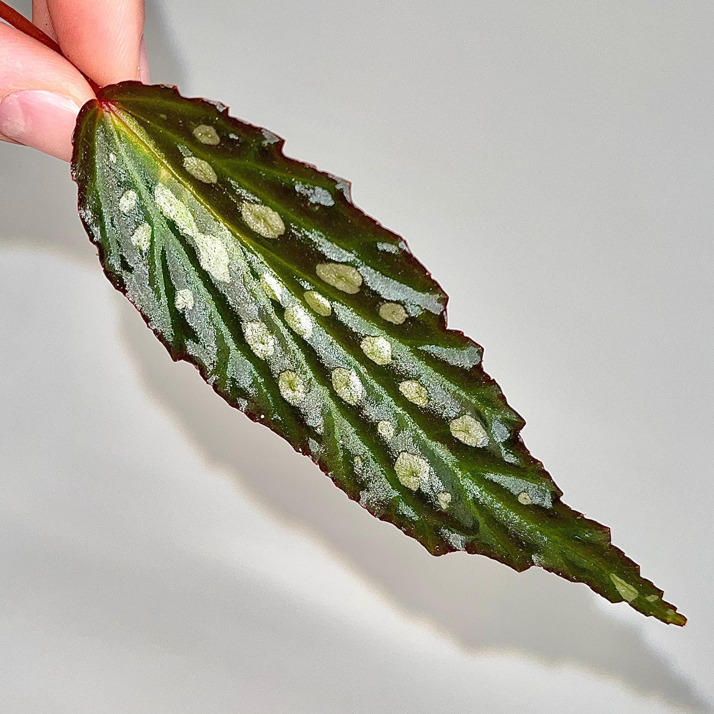 One FREE Per Item Purchased LEAF CUTTING Begonia Botanicaz 66