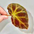 LEAF CUTTING Begonia sp. rubida