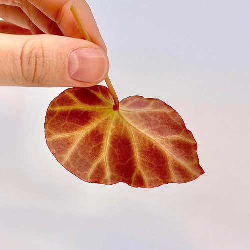 LEAF CUTTING Begonia sp. rubida
