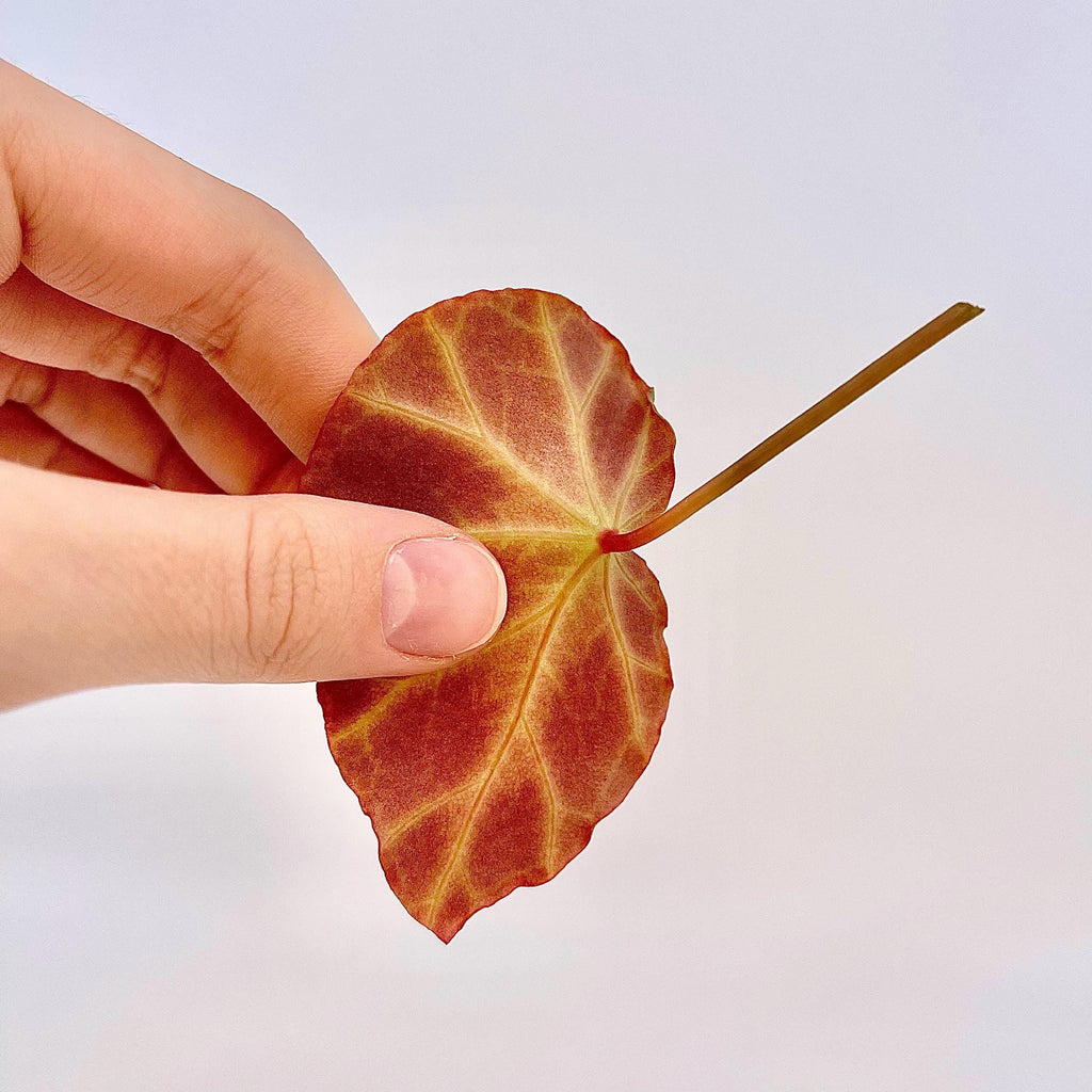 LEAF CUTTING Begonia sp. rubida