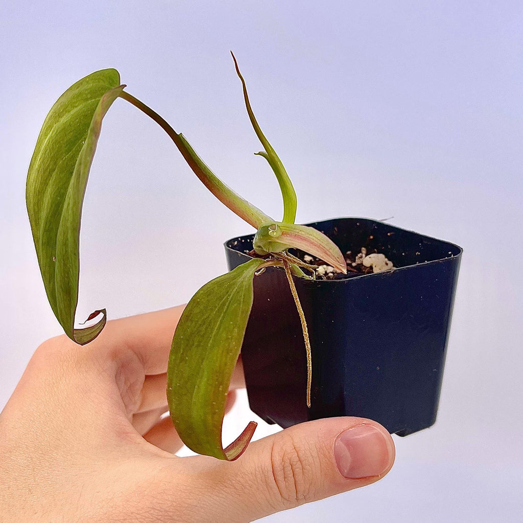 Variegated Philodendron micans ‘mint’ (non-exact) (Can acclimate to house conditions)