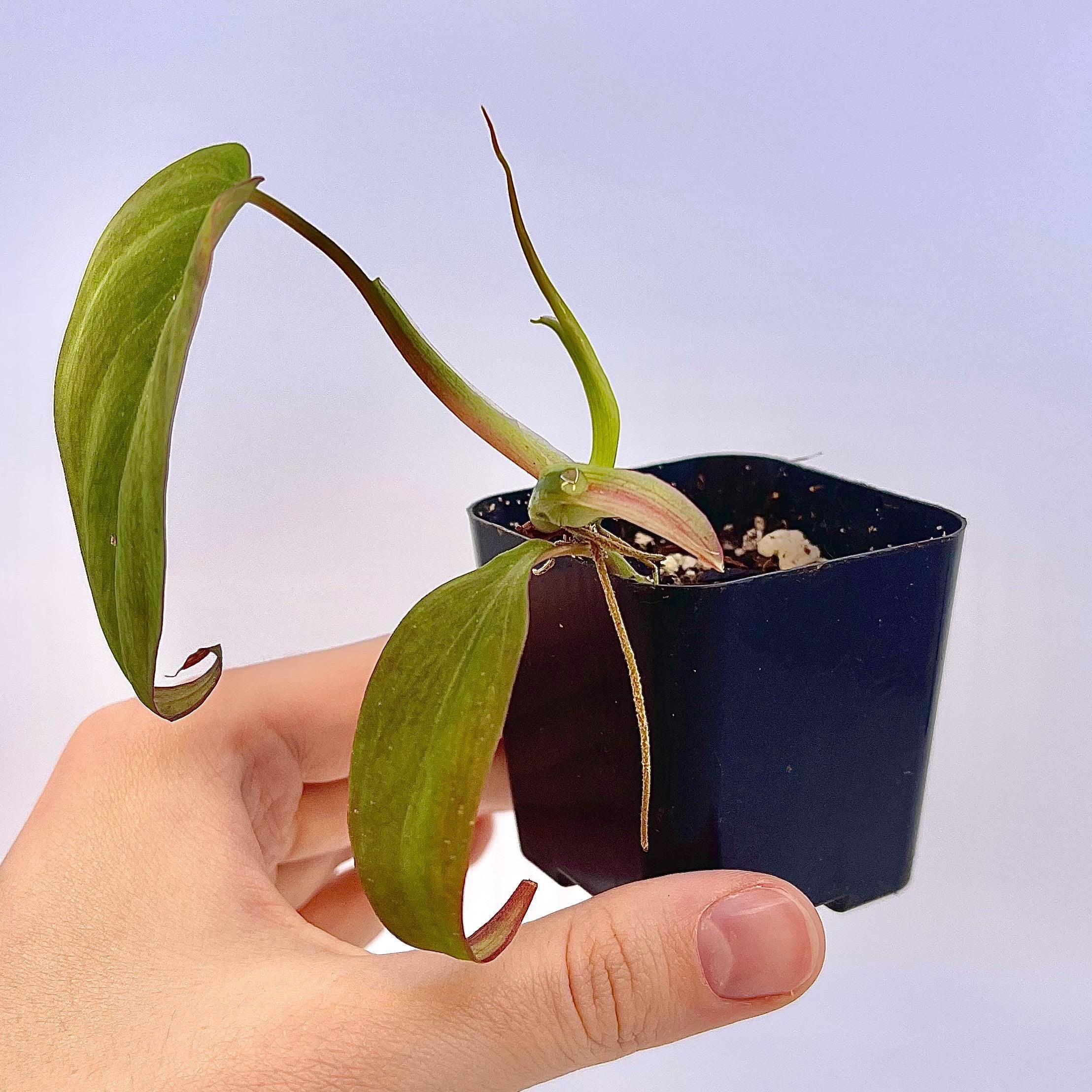 Variegated Philodendron micans ‘mint’ (non-exact) (Can acclimate to house conditions)