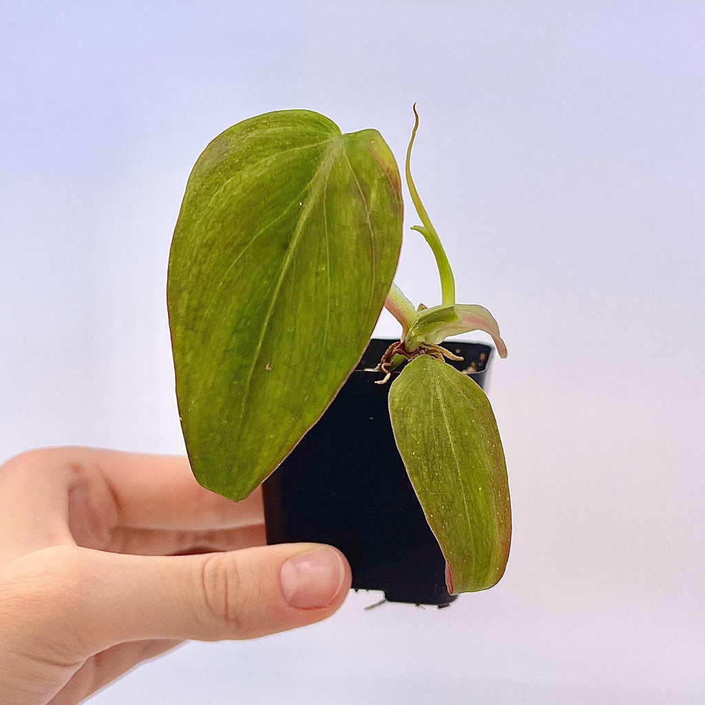 Variegated Philodendron micans ‘mint’ (non-exact) (Can acclimate to house conditions)