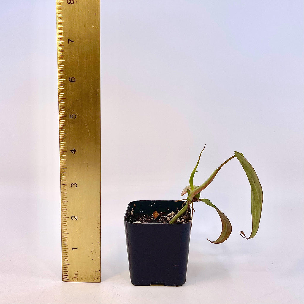 Variegated Philodendron micans ‘mint’ (non-exact) (Can acclimate to house conditions)