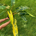 Variegated Philodendron billietiae Non-Exact