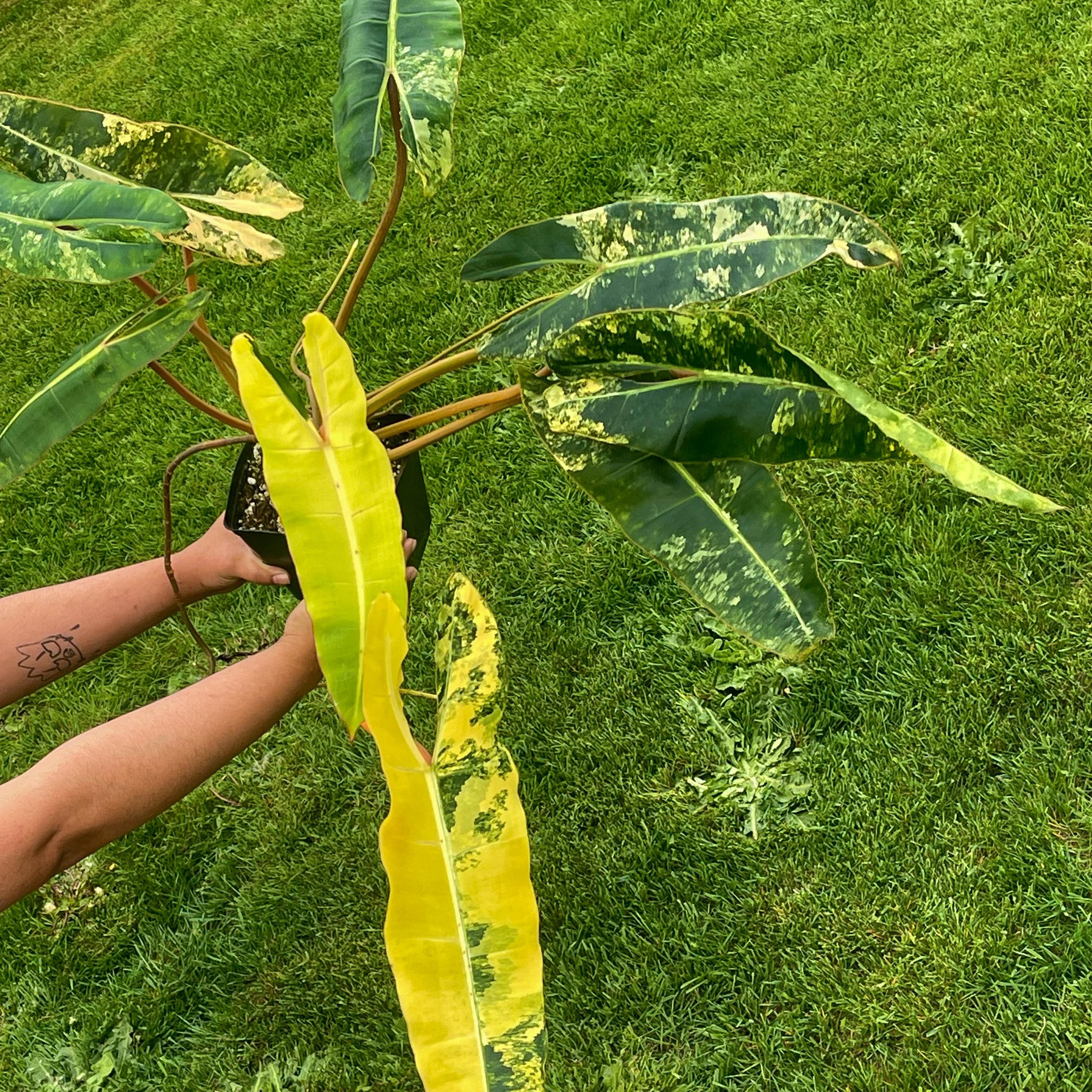 Variegated Philodendron billietiae Non-Exact