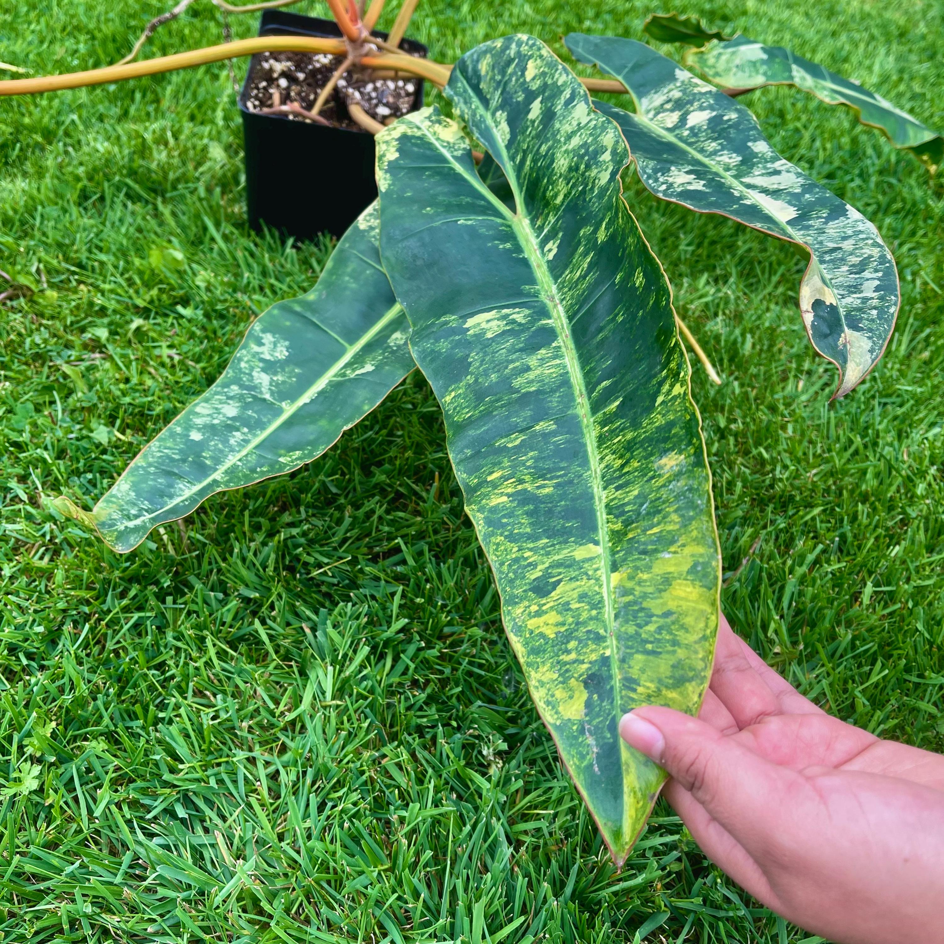 Variegated Philodendron billietiae Non-Exact