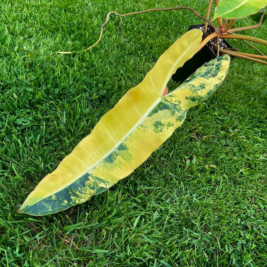 Variegated Philodendron billietiae Non-Exact
