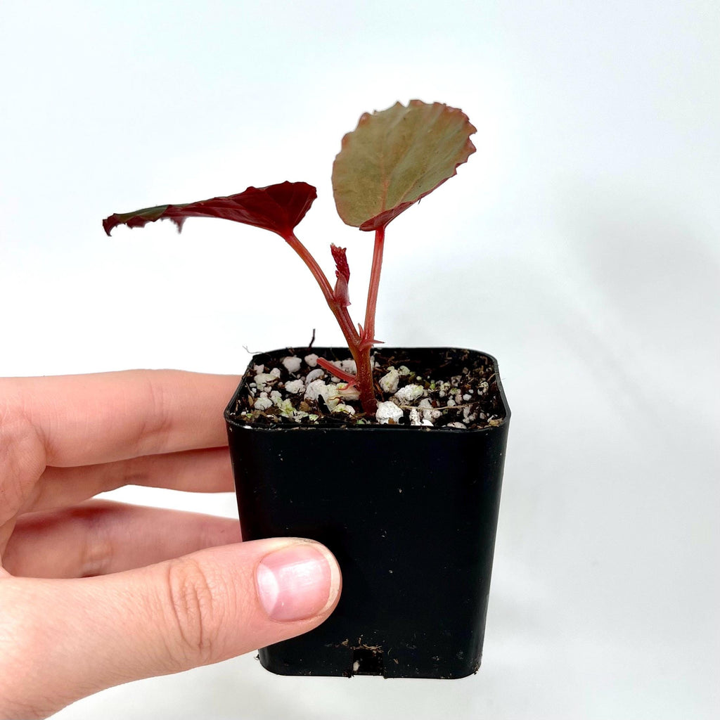 Begonia Botanicaz 151 V.2 (Can acclimate to house conditions)