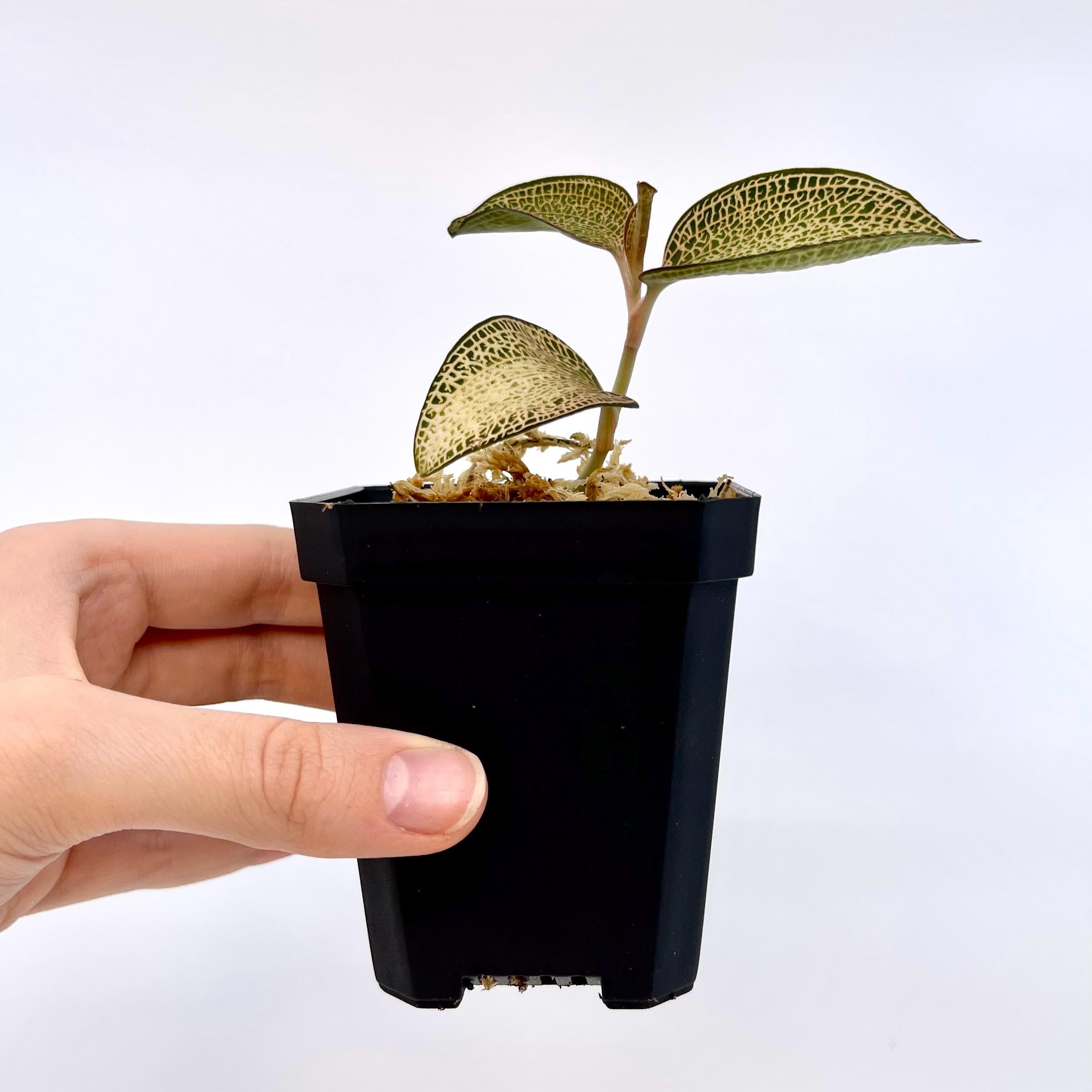 Anoectochilus Hybrid Jewel Orchid Rooting Cutting