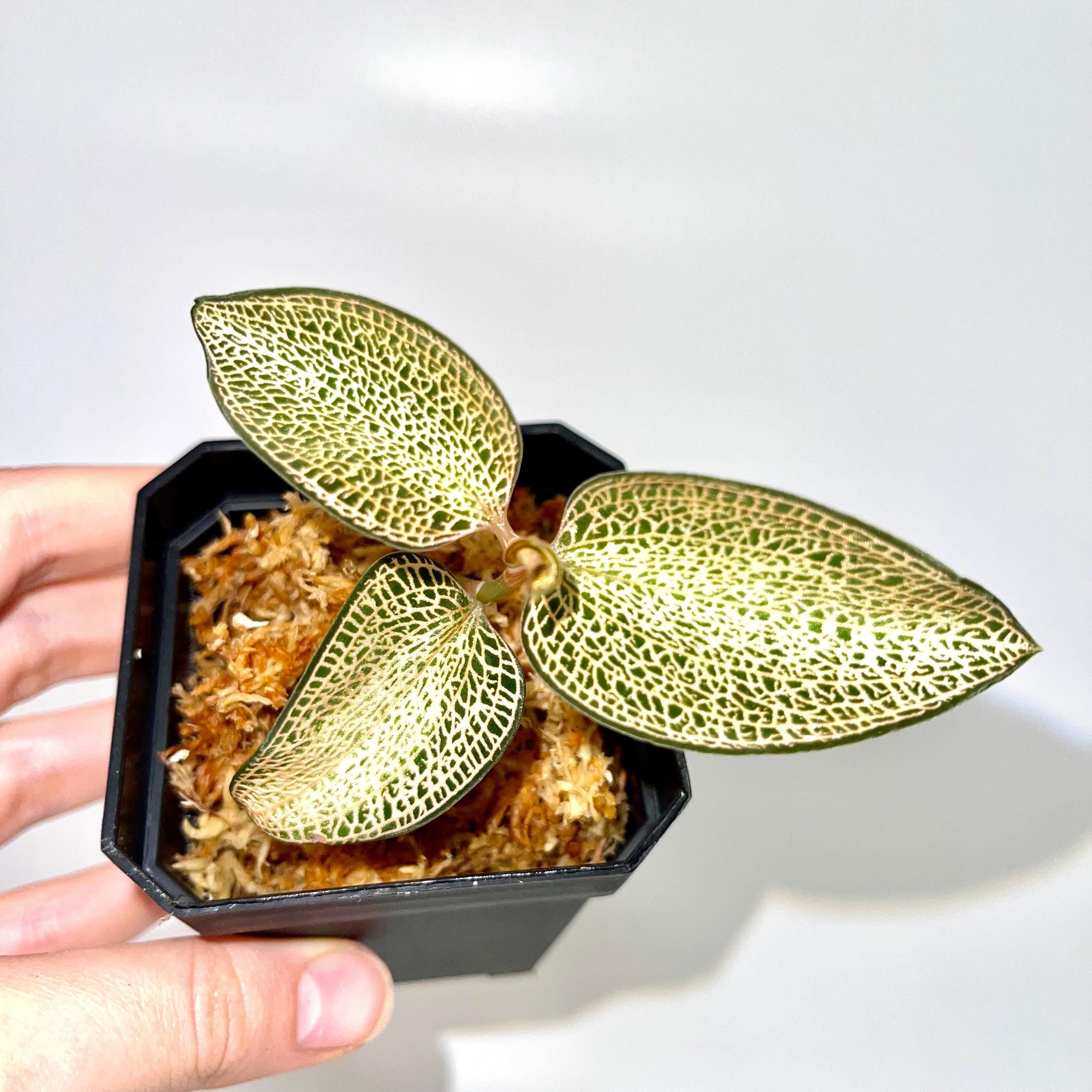 Anoectochilus Hybrid Jewel Orchid Rooting Cutting