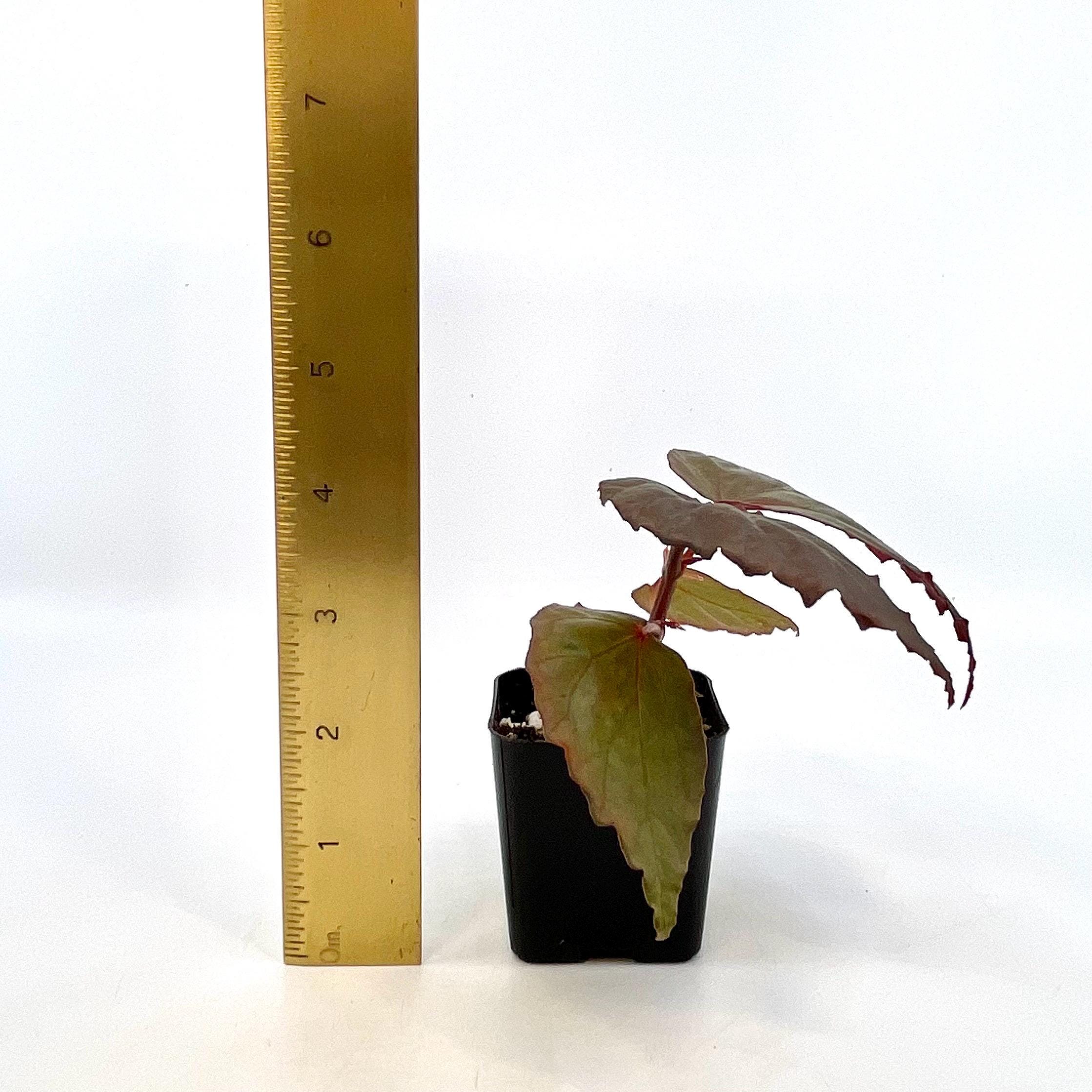 Begonia Botanicaz 151 V.2 (Can acclimate to house conditions)