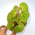 One FREE Per Item Purchased Begonia Botanicaz 85 V.5 'Satin Mint'