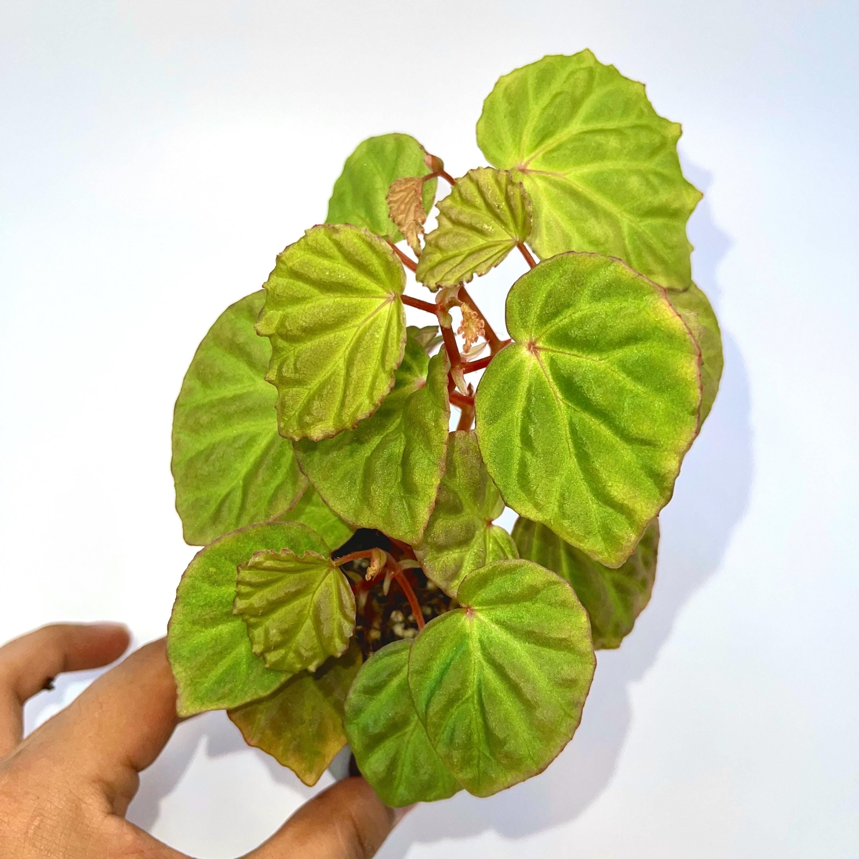 One FREE Per Item Purchased Begonia Botanicaz 85 V.5 'Satin Mint'
