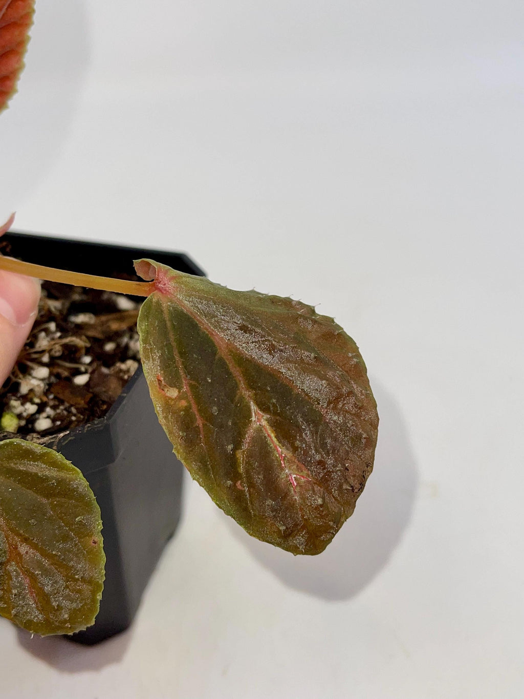 Begonia Botanicaz 347 (Fragrant flowers)