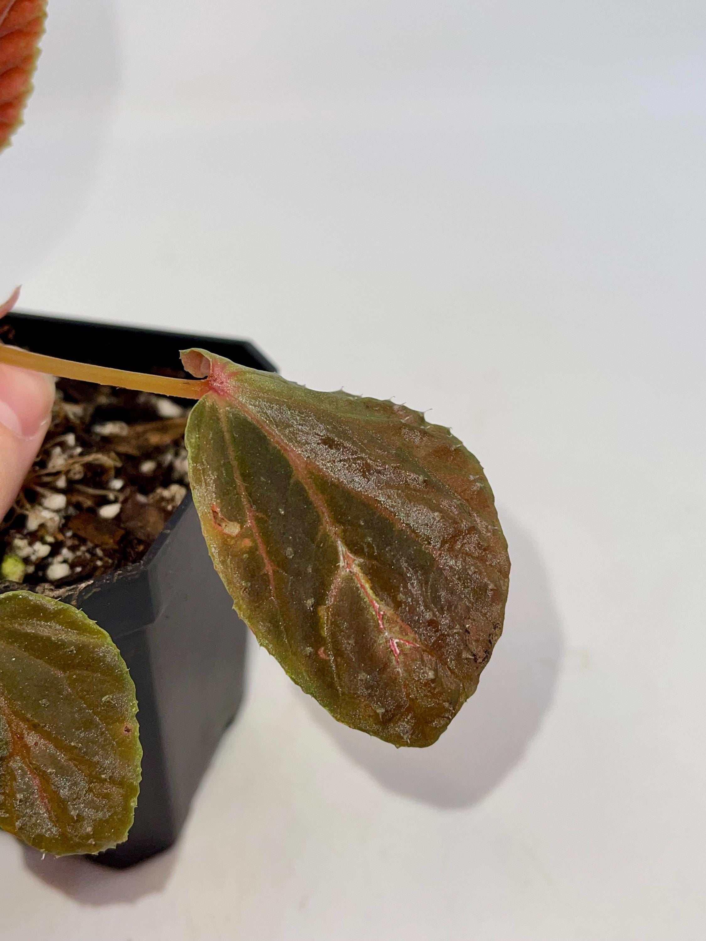 Begonia Botanicaz 347 (Fragrant flowers)