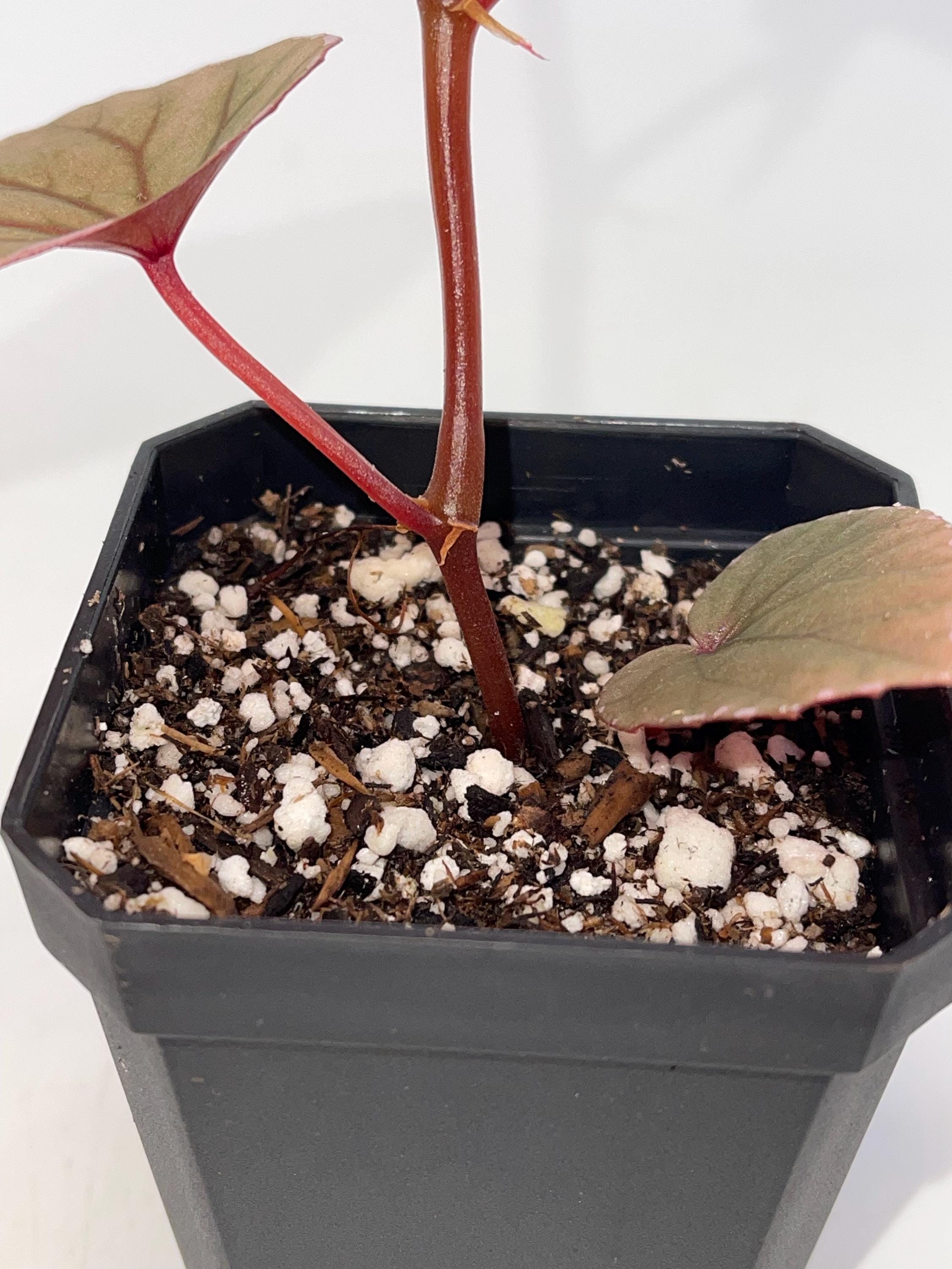 Begonia Botanicaz 60 V.1