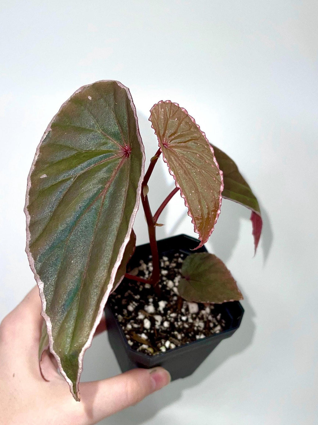 Begonia Botanicaz 60 V.1
