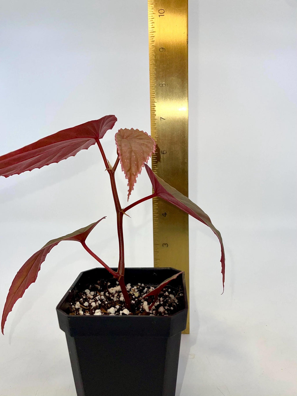 Begonia Botanicaz 60 V.1