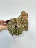 Begonia Botanicaz 70 (Can acclimate to house conditions)