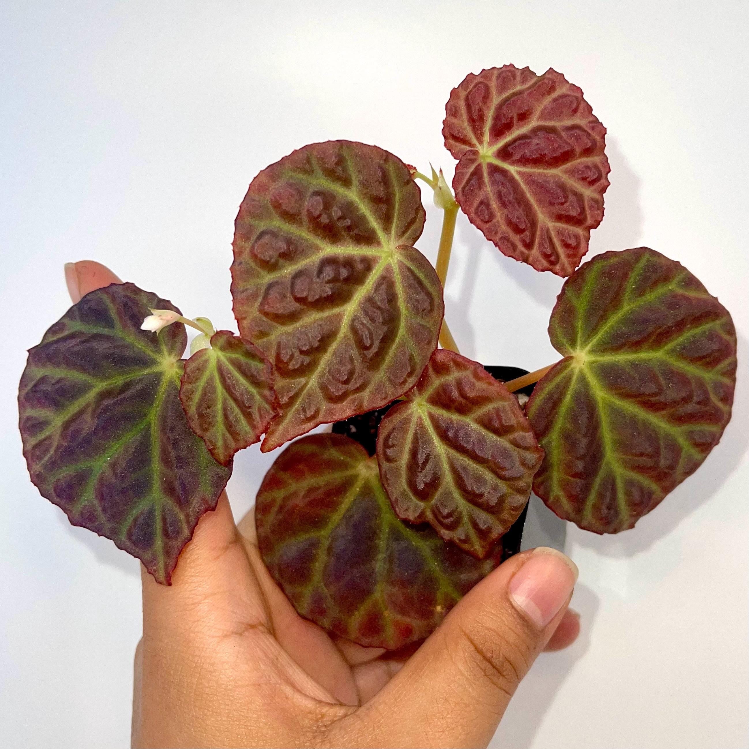 READY SOON Begonia Botanicaz 35