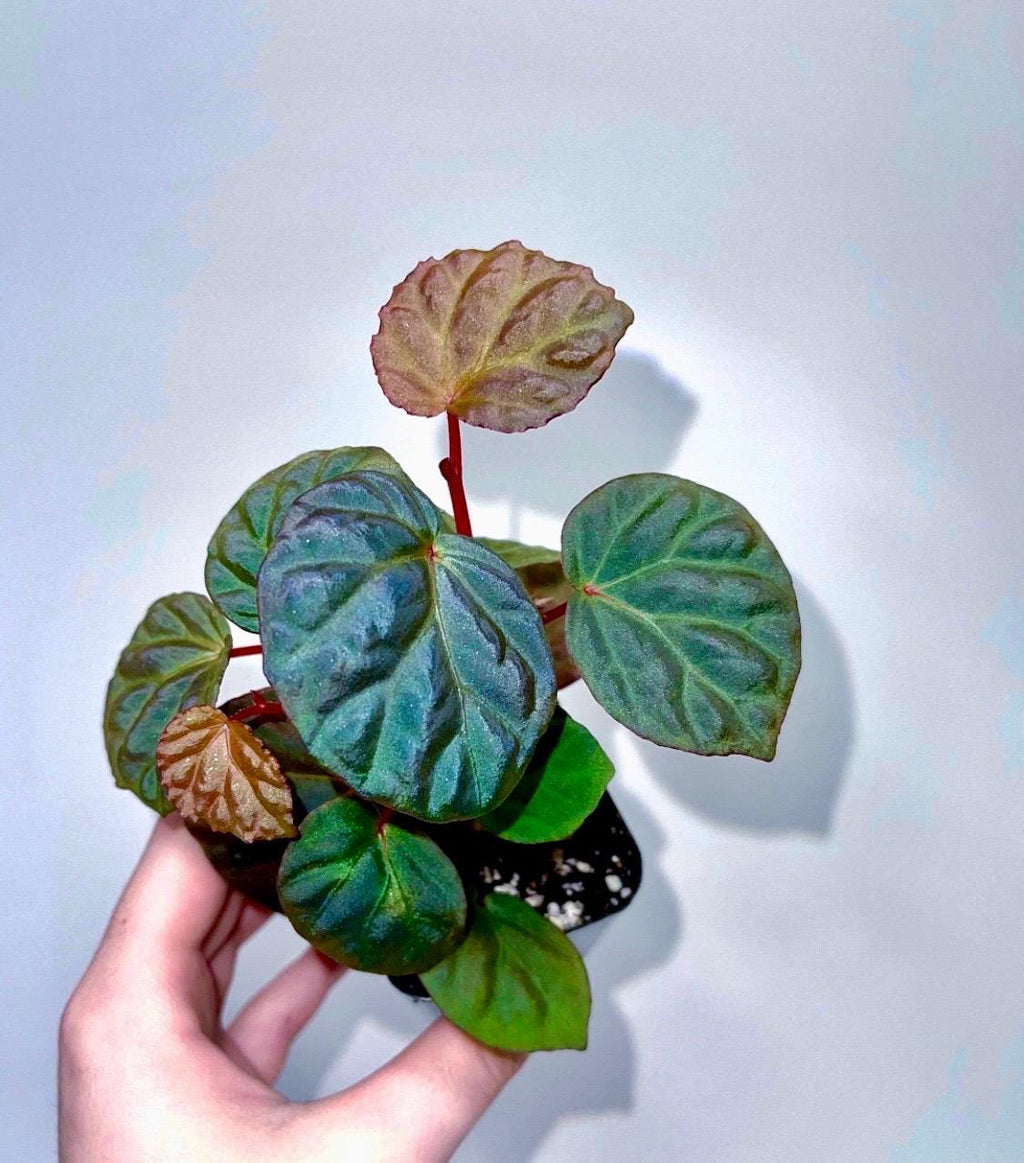 Begonia Botanicaz 85 V.3