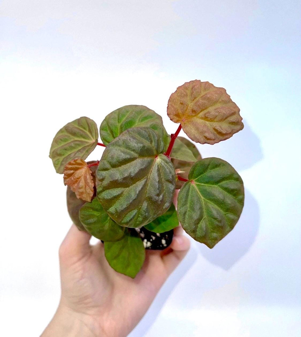Begonia Botanicaz 85 V.3