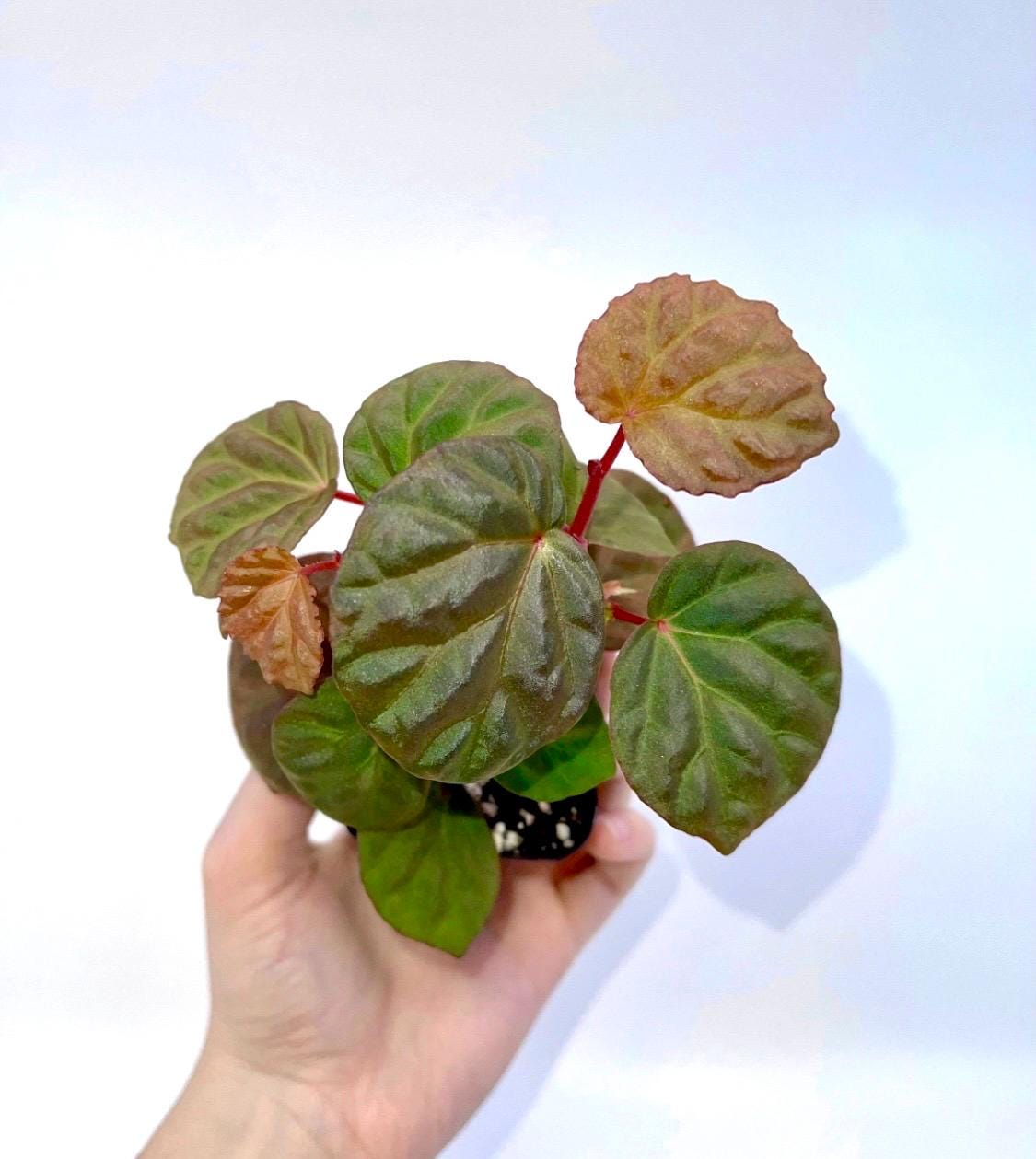 Begonia Botanicaz 85 V.3