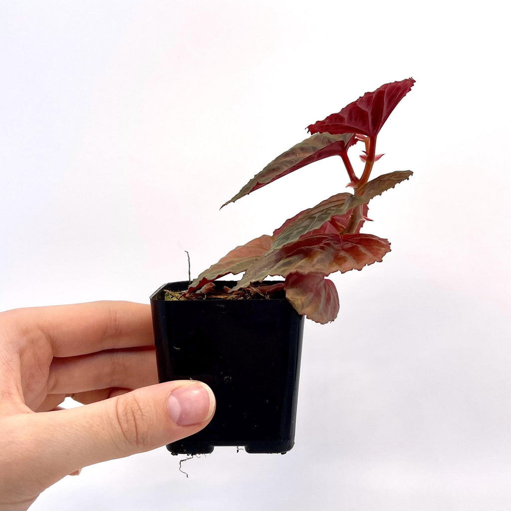 Begonia Botanicaz 115 V.2