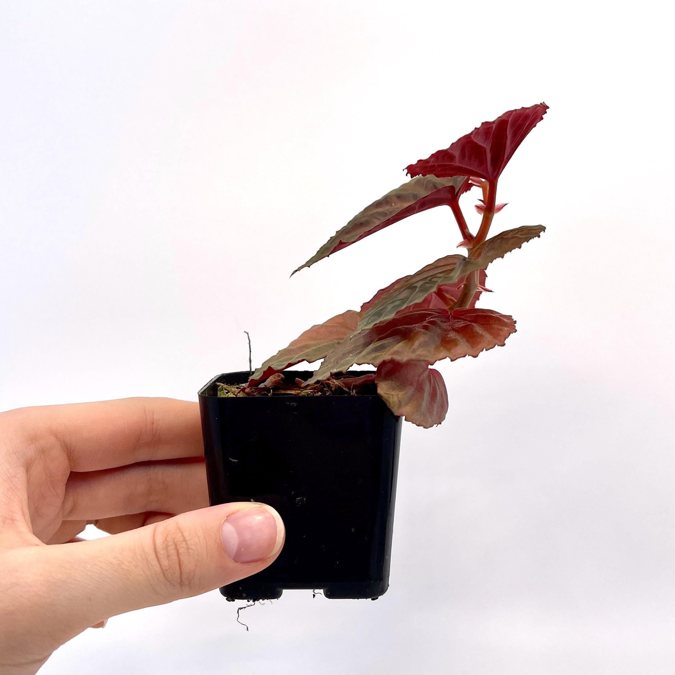 Begonia Botanicaz 115 V.2