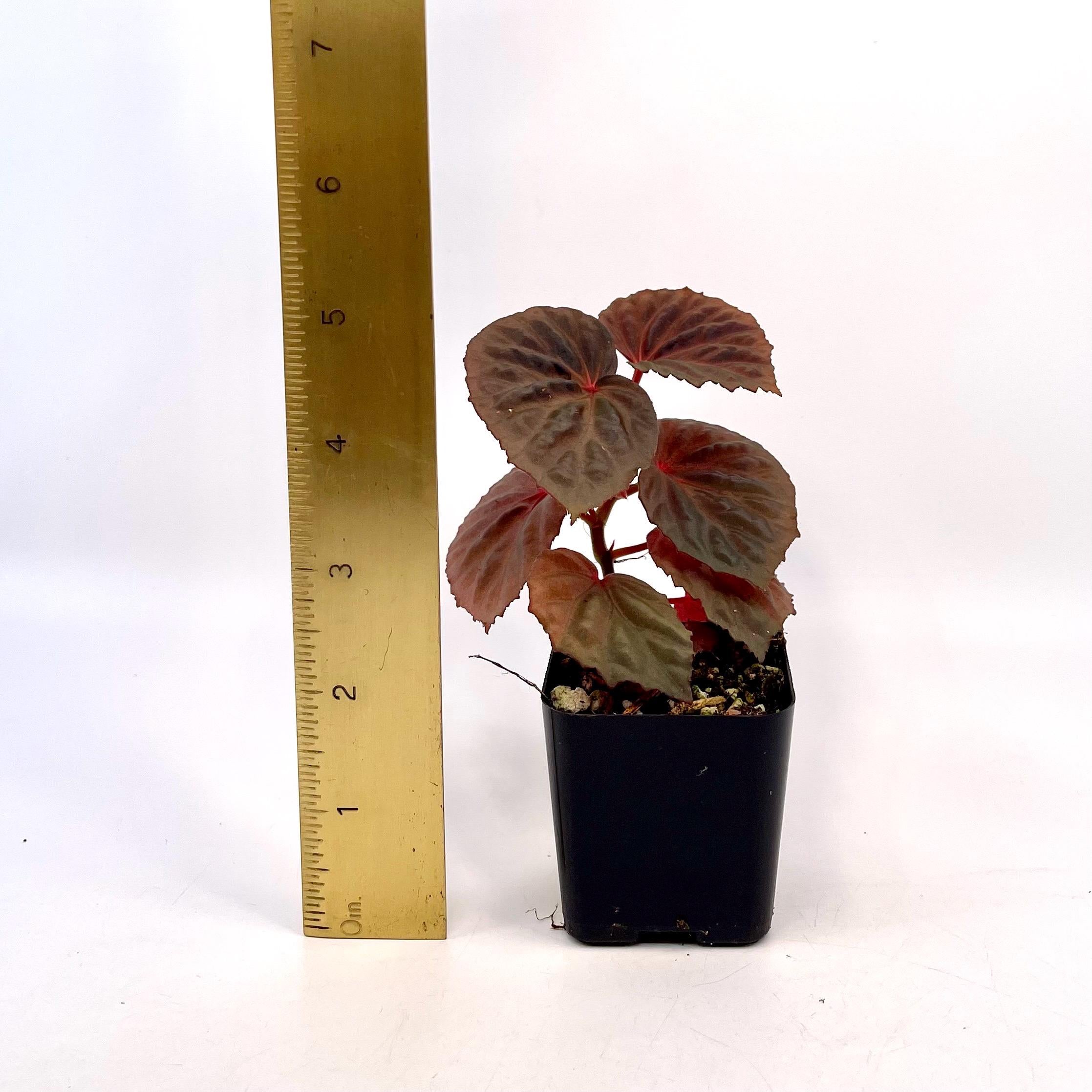 Begonia Botanicaz 115 V.2