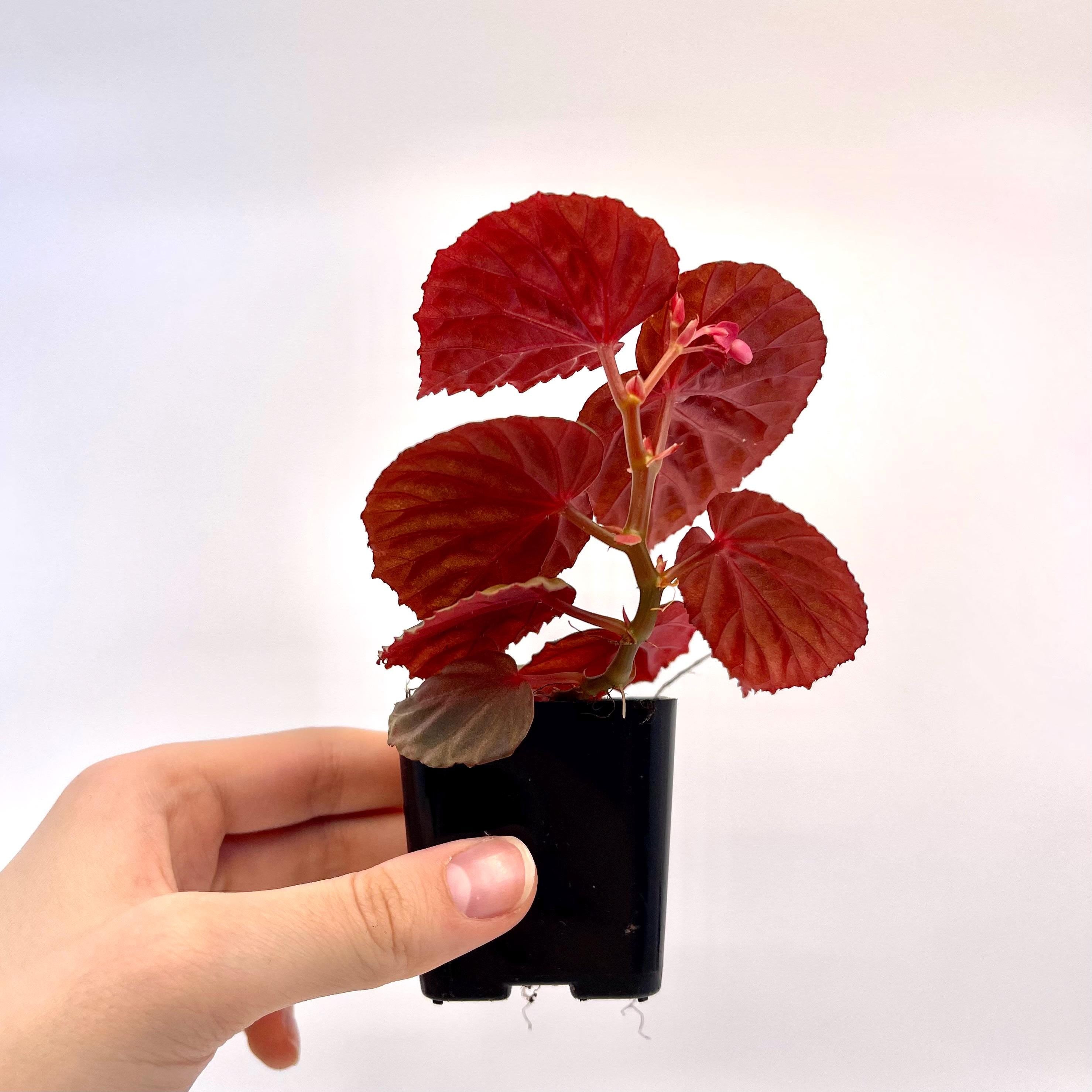 Begonia Botanicaz 115 V.2